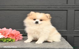 Pomeranian dogs for sale: Willow - Image 1