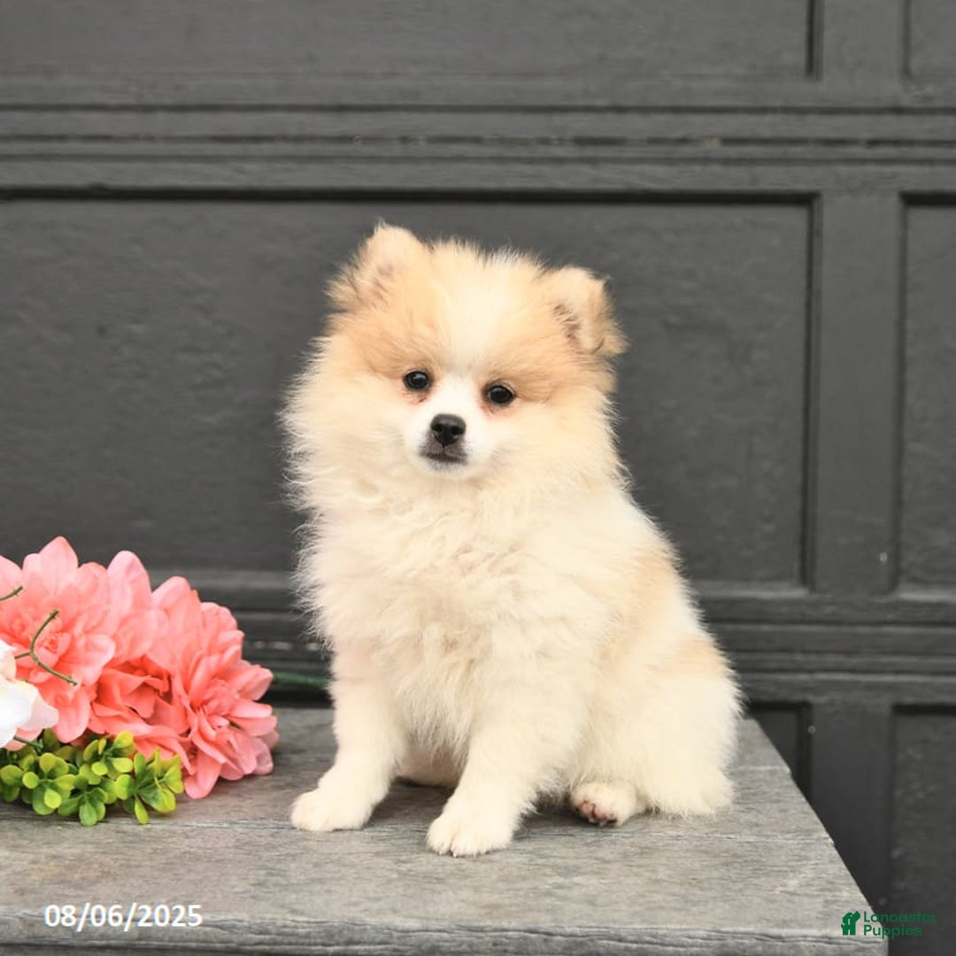 Pomeranian dogs for sale: Willow - Image 1