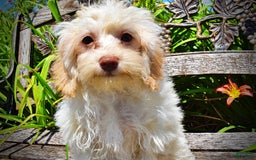 Havapoo dogs for sale: Vanilla - Image 12