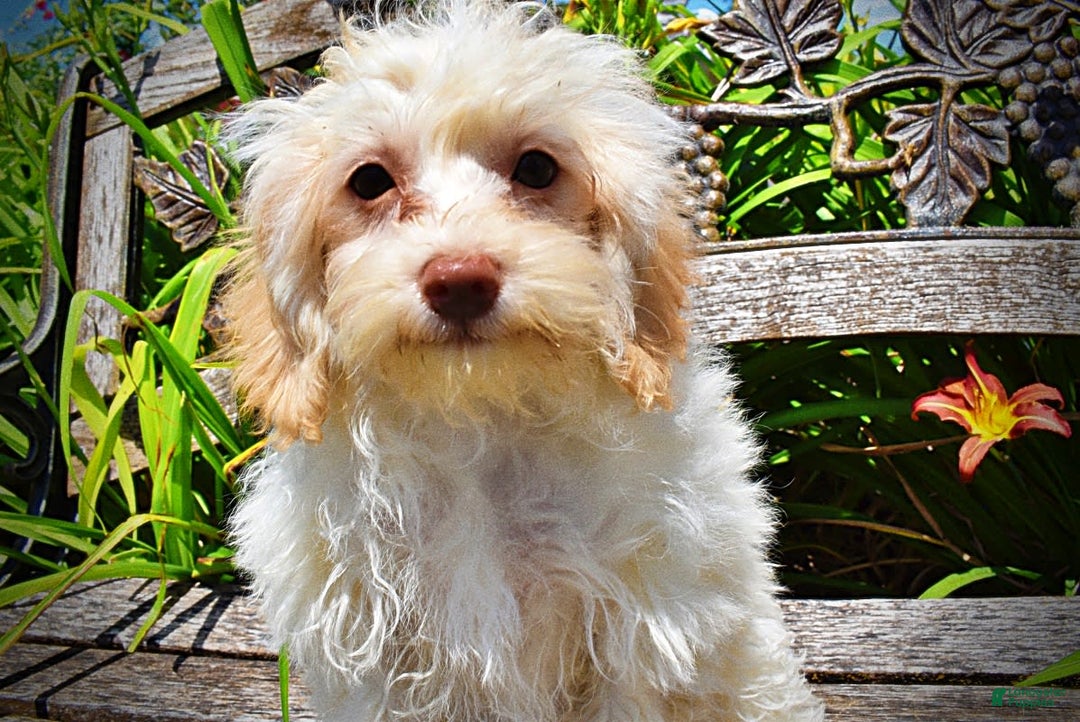 Havapoo dogs for sale: Vanilla - Image 12