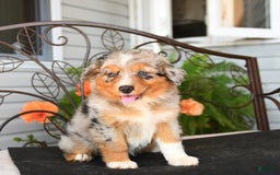 Australian Shepherd dogs for sale: Twizzler - Image 5