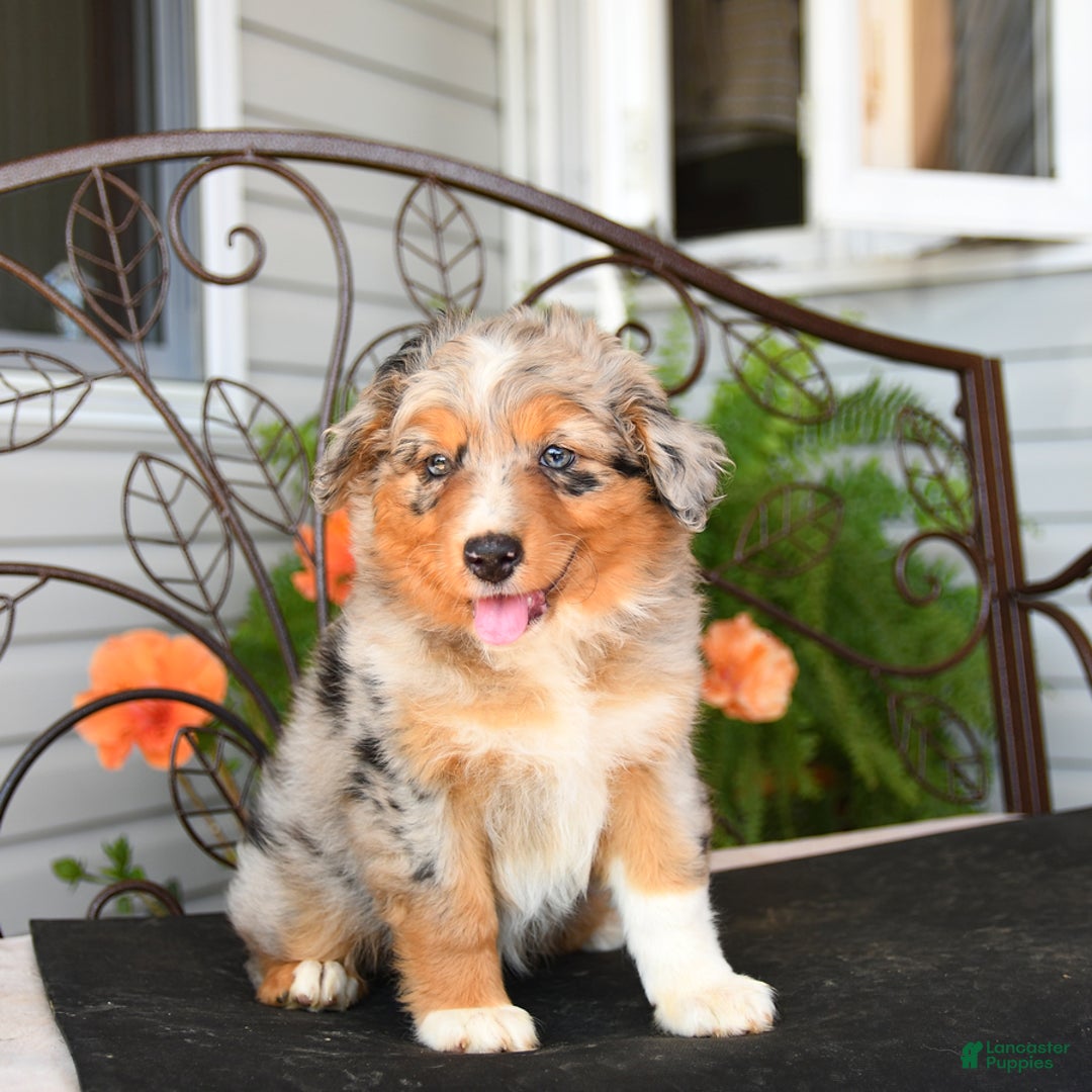 Australian Shepherd dogs for sale: Twizzler - Image 5