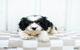Cavapoo dogs for sale: Kentucky - Image 4