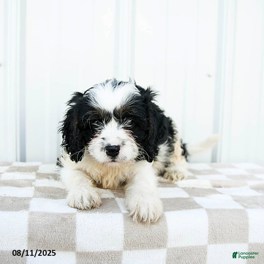 Cavapoo dogs for sale: Kentucky - Image 4