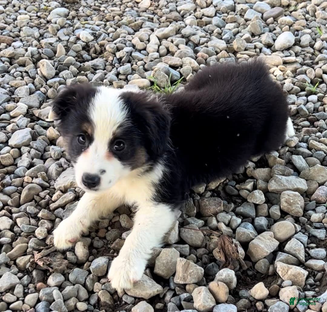 Australian Shepherd dogs for sale: Dottie - Image 2