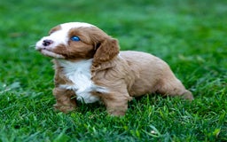 Cavapoo dogs for sale: Cavapoo 3 puppies - Image 7