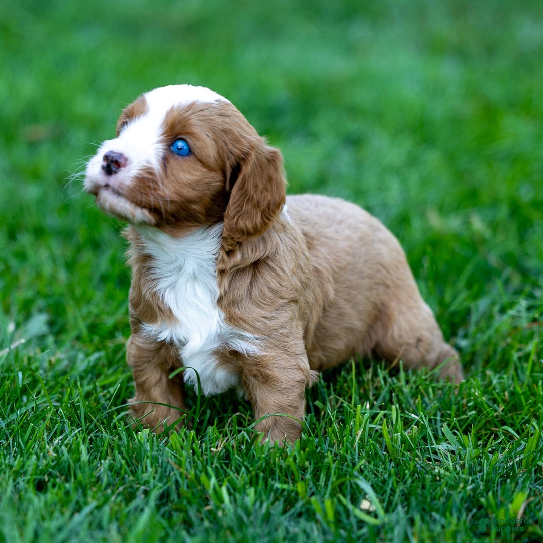 Cavapoo dogs for sale: Cavapoo 3 puppies - Image 7