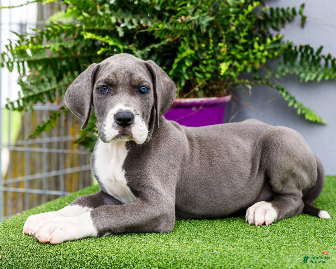 Great Dane dogs for sale: Karen - Image 18