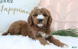 Goldendoodle dogs for sale: Riley - Image 6