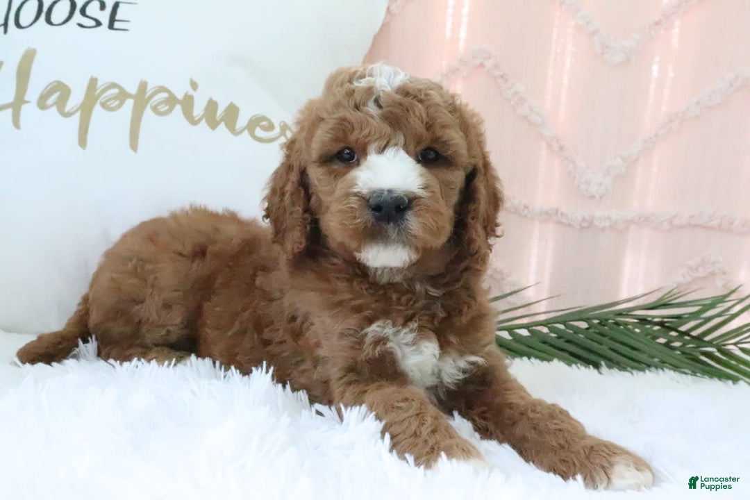 Goldendoodle dogs for sale: Riley - Image 6