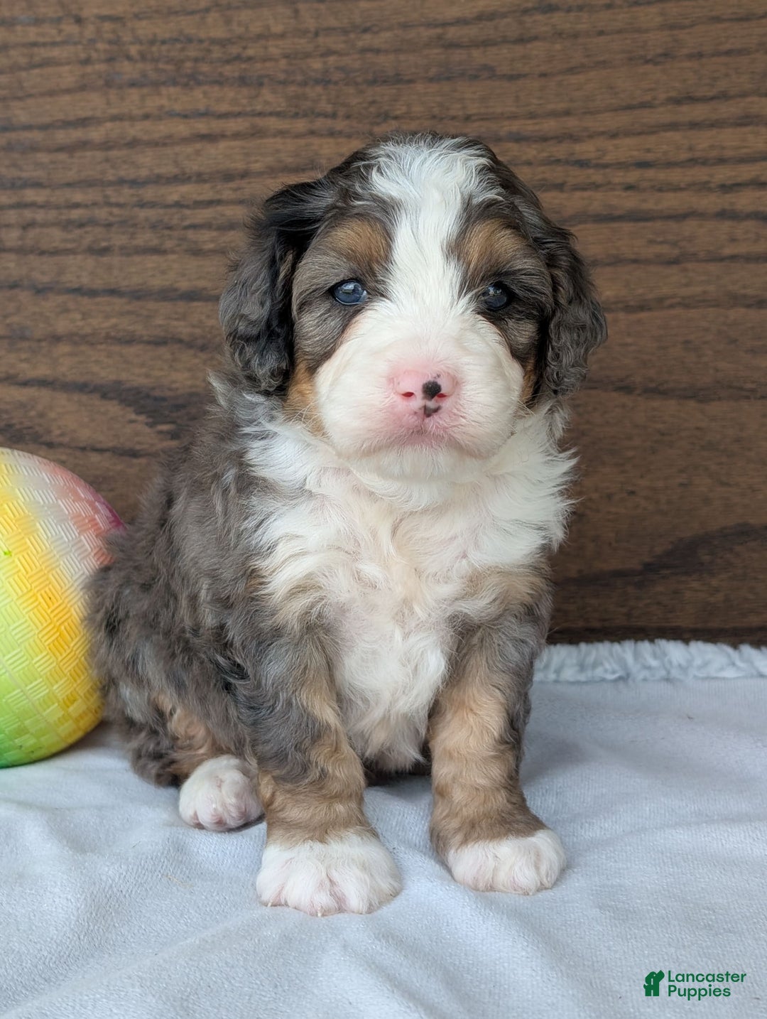 Mini Bernedoodle dogs for sale: Bluey - Image 13