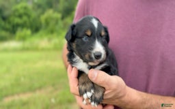 Australian Shepherd dogs for sale: Blaze - Image 2