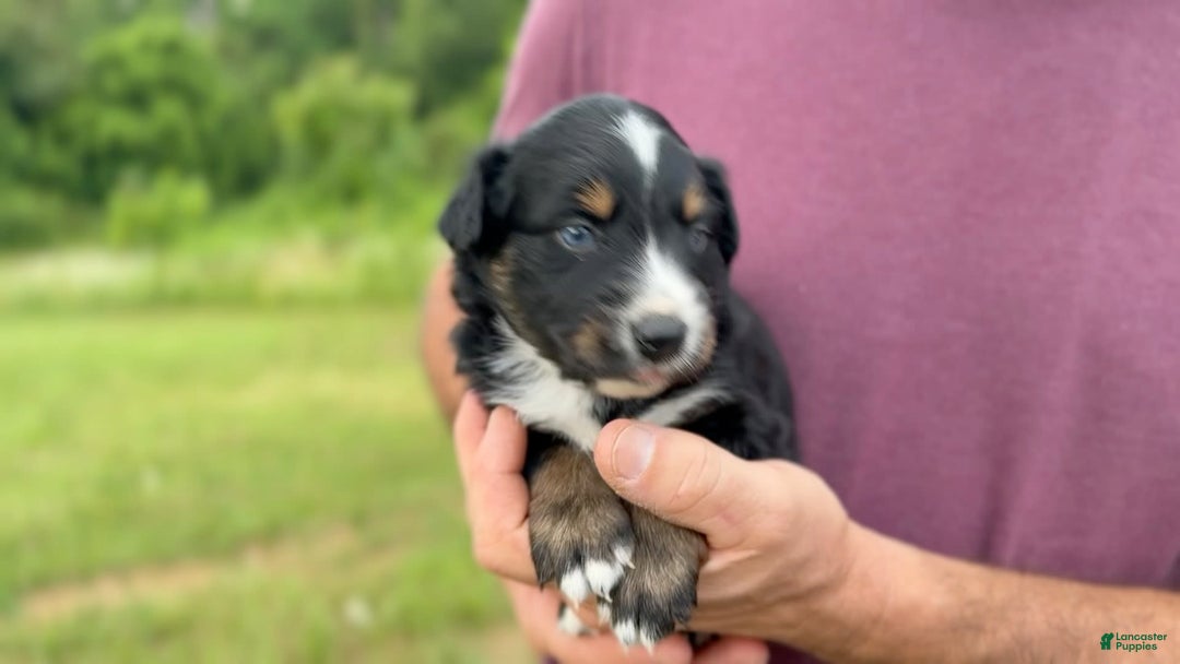 Australian Shepherd dogs for sale: Blaze - Image 2