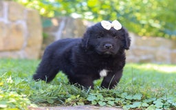 Newfoundland dogs for sale: Nala - Image 6