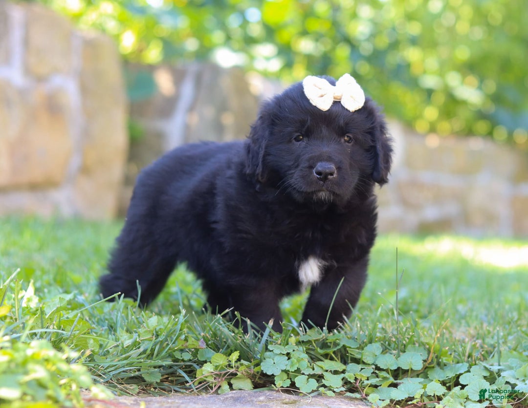 Newfoundland dogs for sale: Nala - Image 6