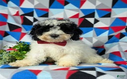 Cavapoo dogs for sale: Edmond Hypoallergenic - Image 12