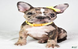 Frenchton dogs for sale: Freddy - Image 2