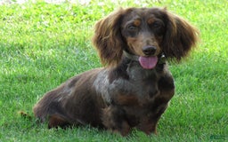 Miniature Dachshund dogs for sale: Wesley - Image 7