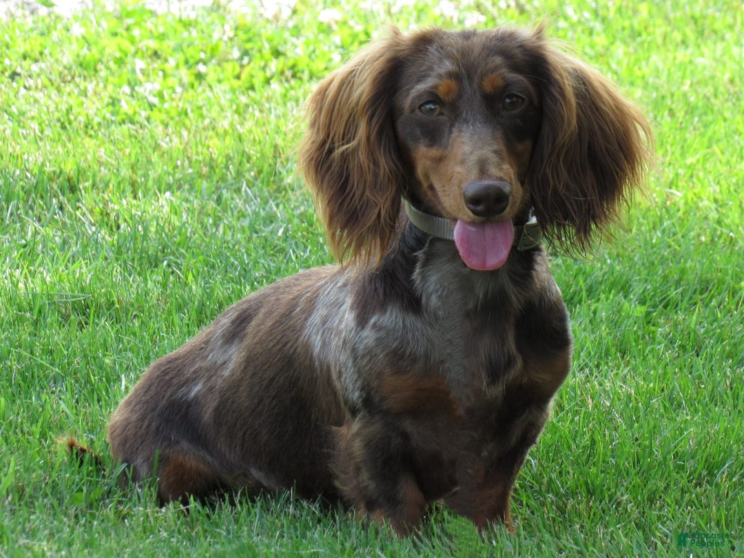 Miniature Dachshund dogs for sale: Wesley - Image 7