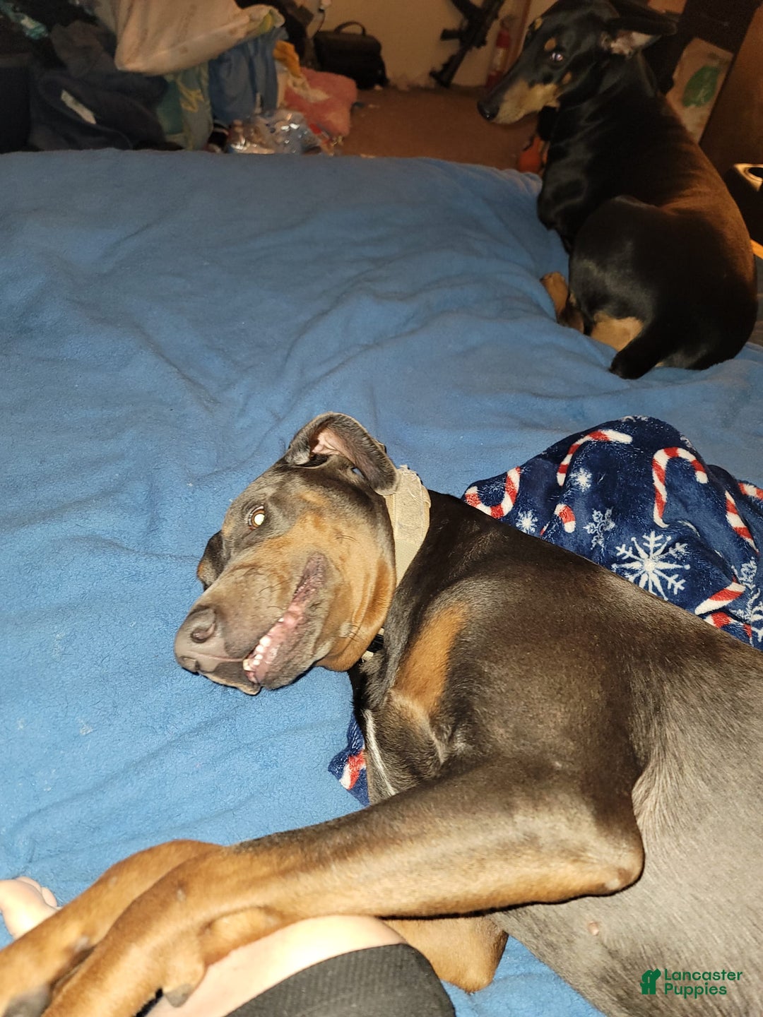 Doberman Pinscher dogs for sale: Rocky - Image 4