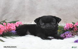 Pug dogs for sale: Santiago - Image 3