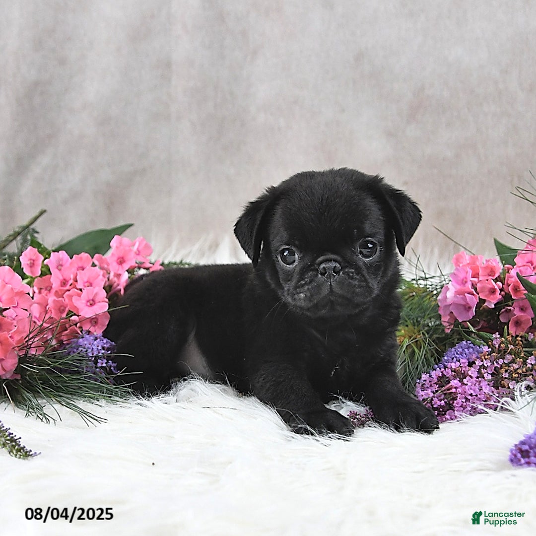 Pug dogs for sale: Santiago - Image 3
