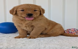 Golden Retriever dogs for sale: Porter - Image 20