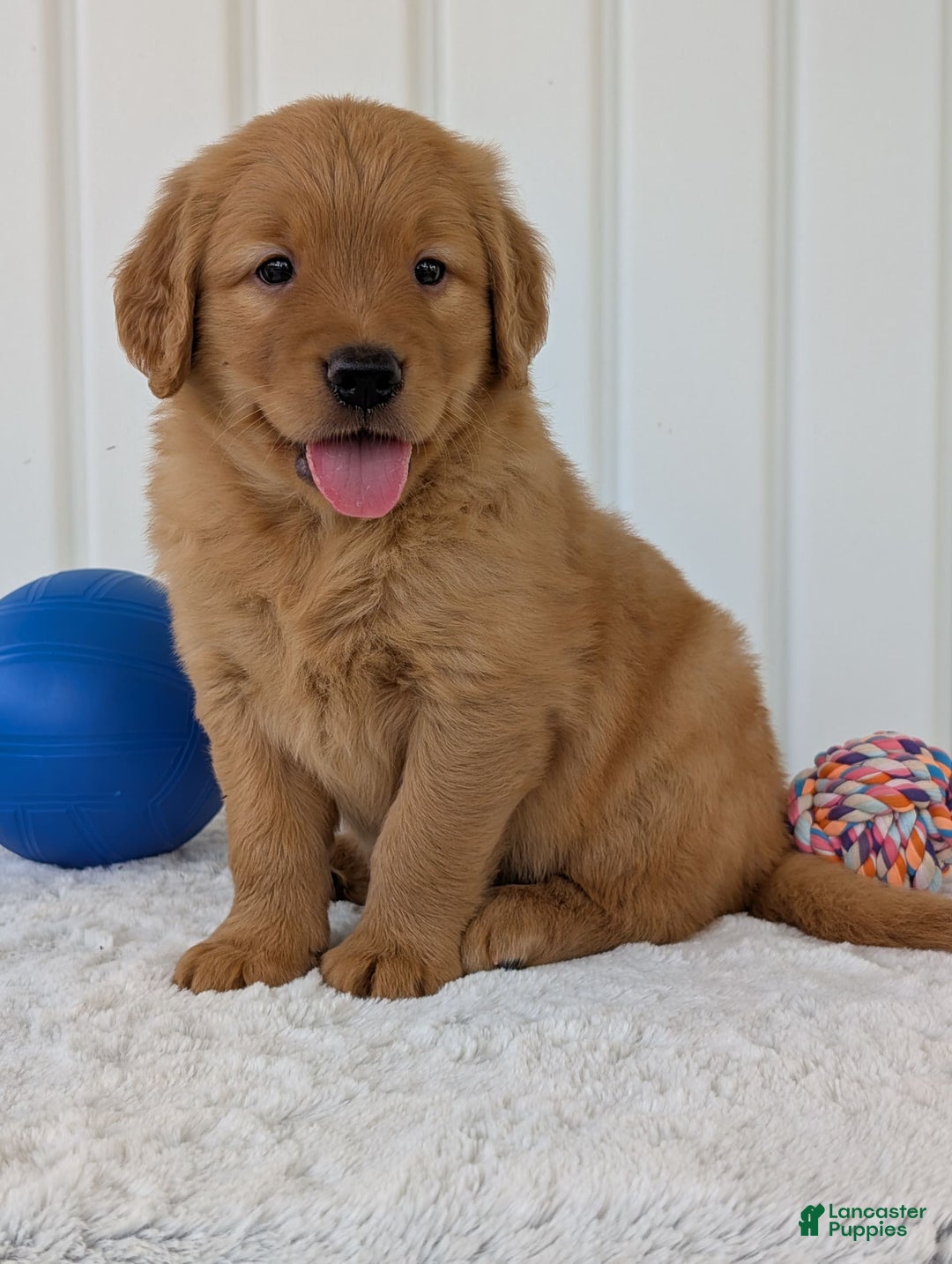 Golden Retriever dogs for sale: Porter - Image 20