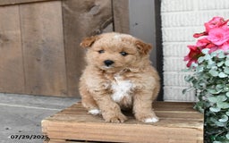 Pomapoo dogs for sale: Rosie - Image 3