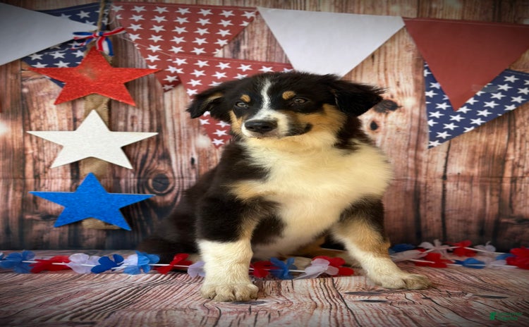 Australian Shepherd dogs for sale - Ad 1