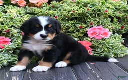 Bernese Mountain Dog dogs for sale: Ivory - Image 1