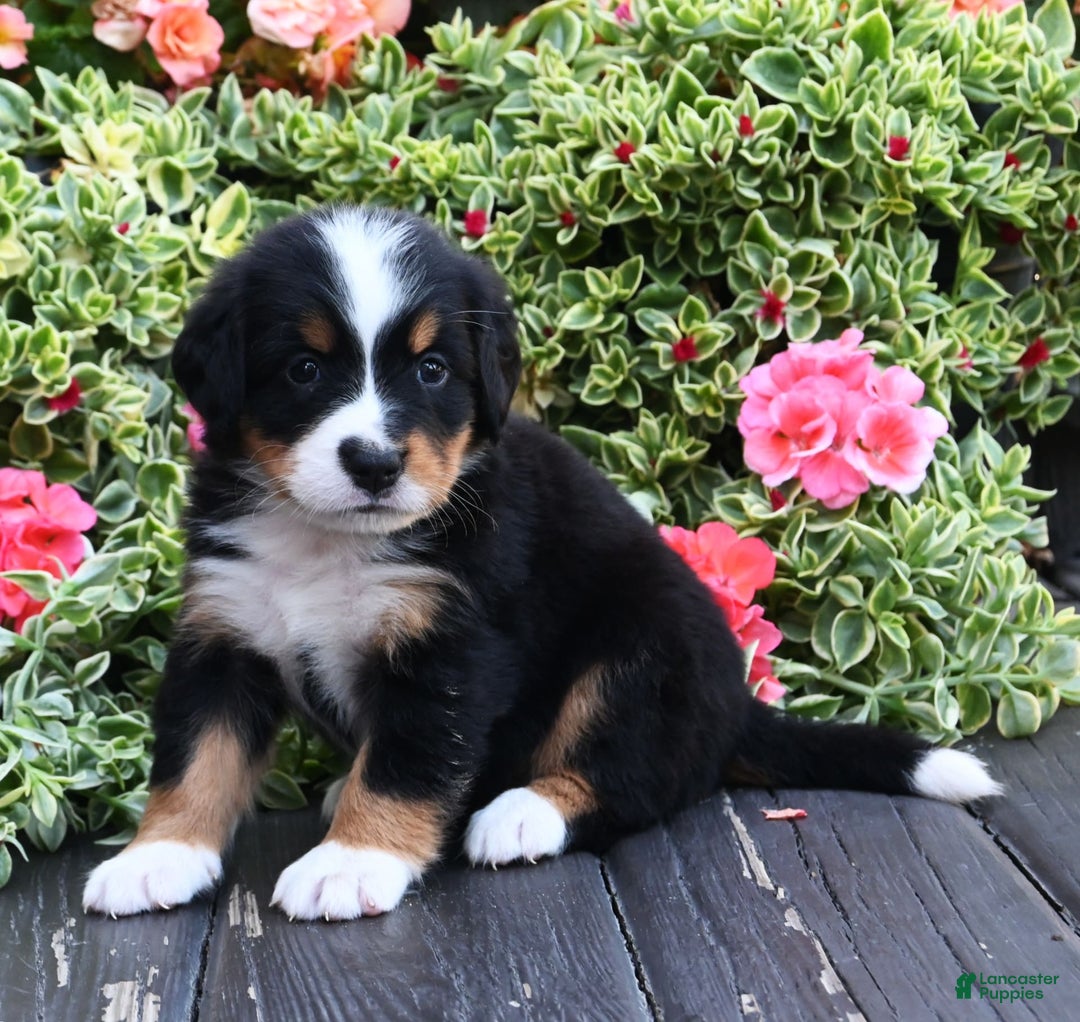 Bernese Mountain Dog dogs for sale: Ivory - Image 1