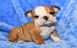 Beabull dogs for sale: Chase - Image 9