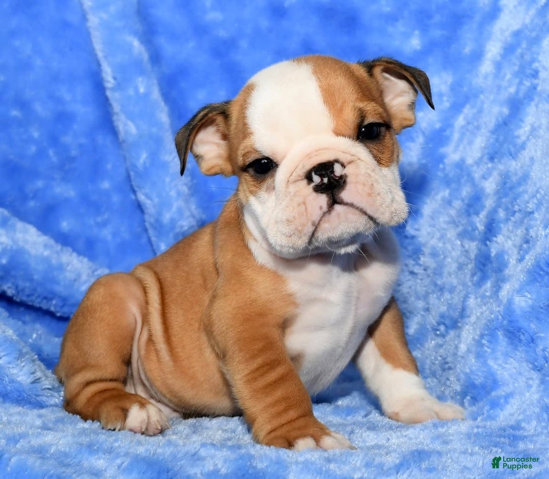 Beabull dogs for sale: Chase - Image 9