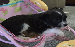 Boston Terrier dogs for sale: Mason - Image 23