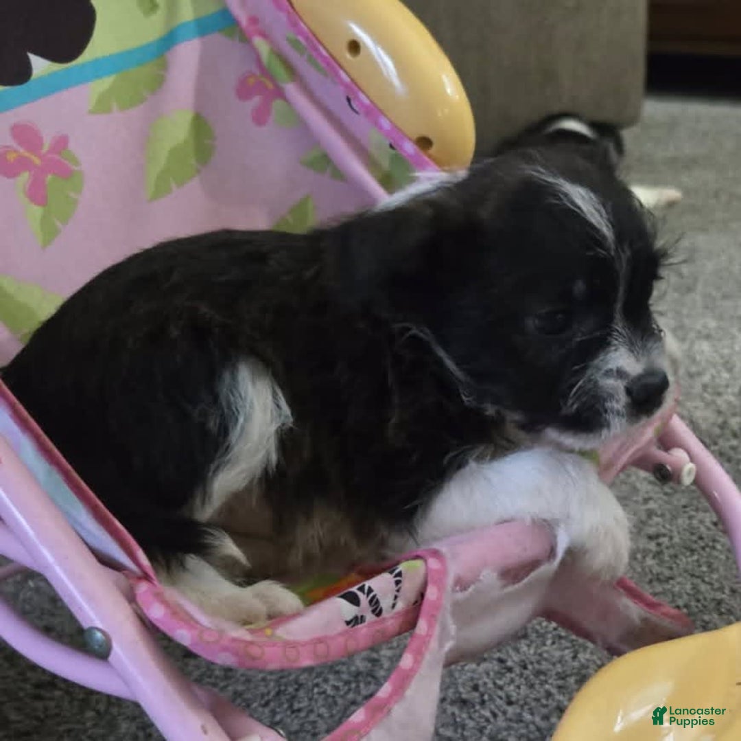 Boston Terrier dogs for sale: Mason - Image 23