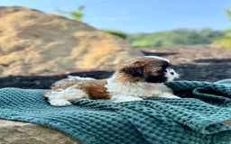 Shih Tzu dogs for sale: Ares - Image 4
