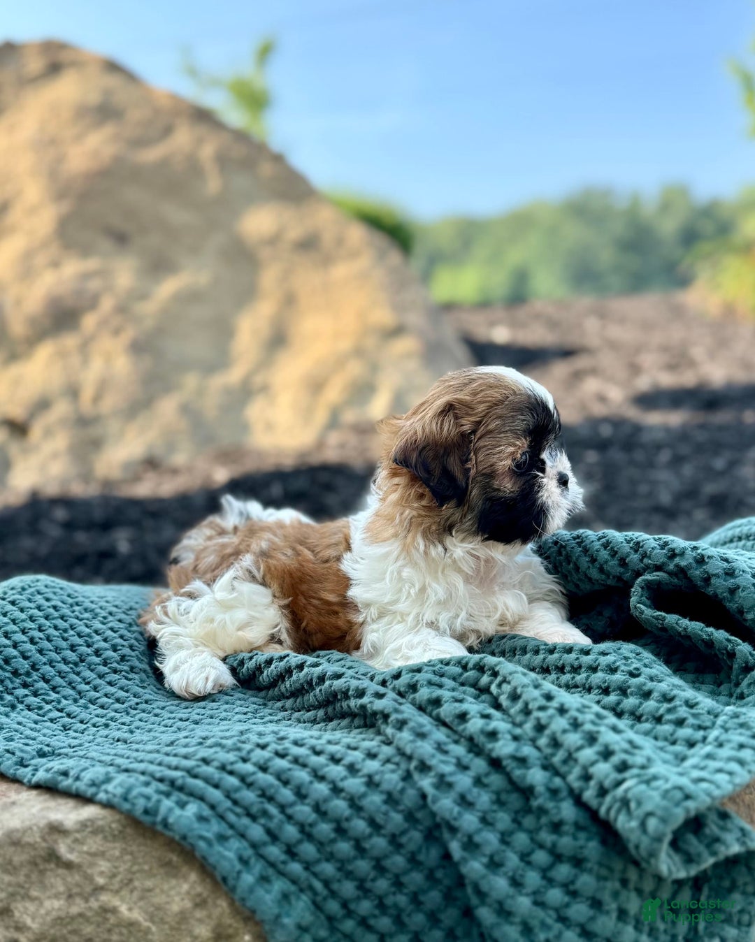 Shih Tzu dogs for sale: Ares - Image 4