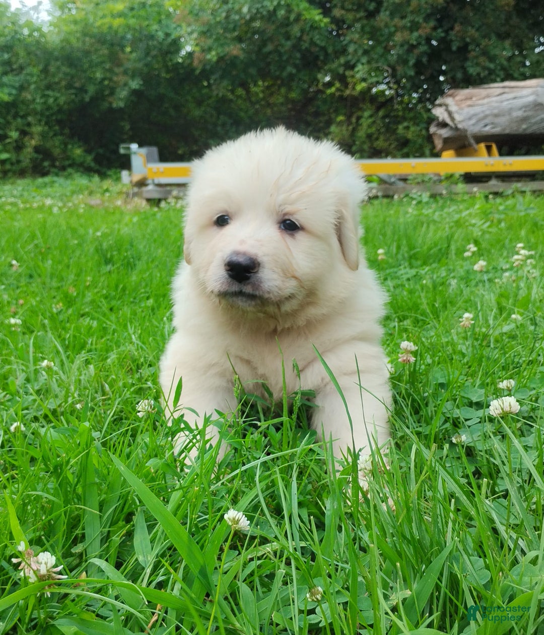 Great Pyrenees dogs for sale: Cedar - Image 9