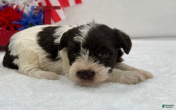 Miniature Schnauzer dogs for sale: Paisley Female 2 Liver Parti - Image 4