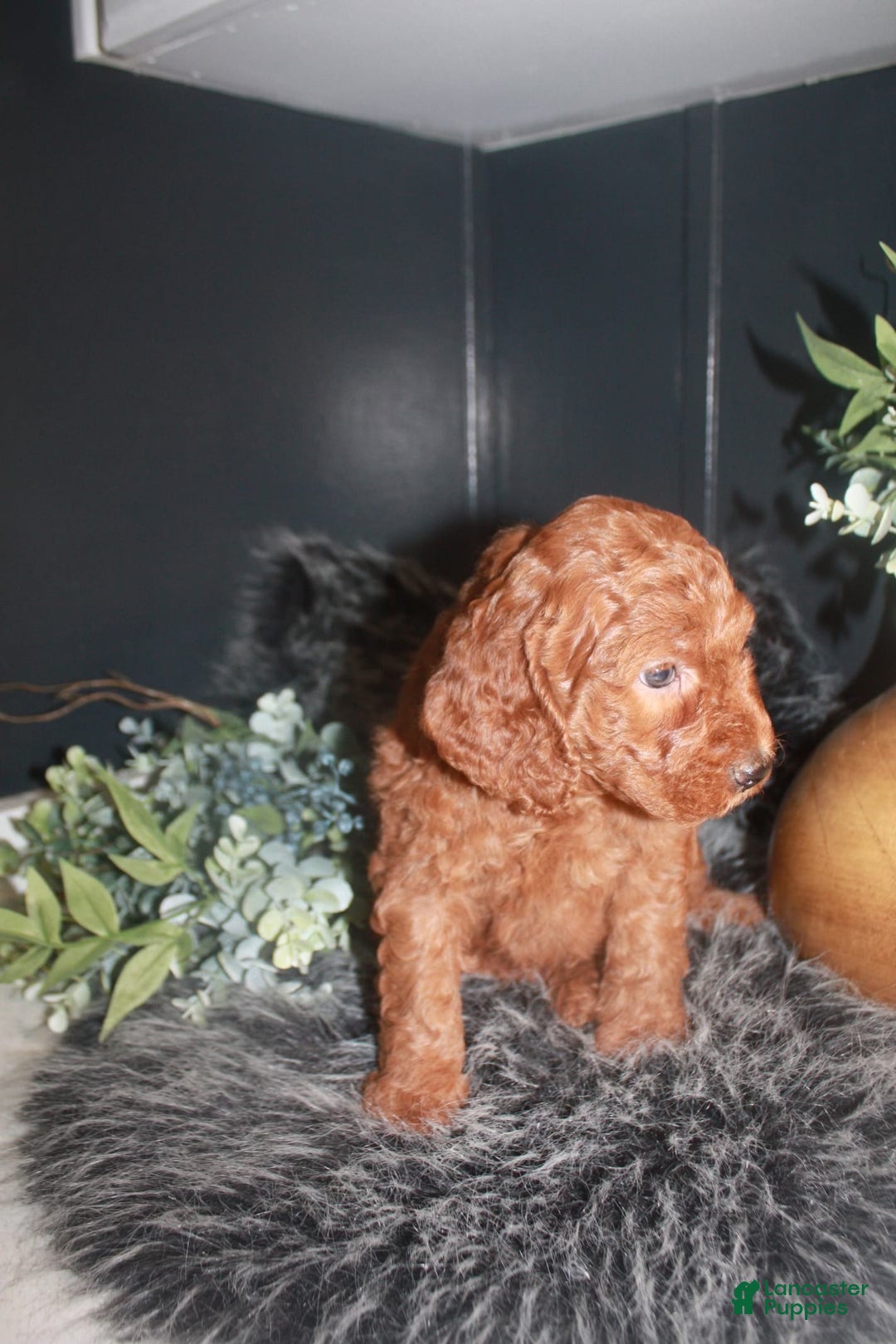 Mini Goldendoodle dogs for sale: Teddy - Image 3