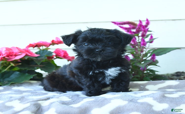 Shorkie dogs - Advert 40