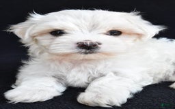 Maltese dogs for sale: River - Image 3