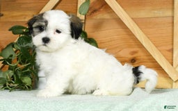 Teddy Bear dogs for sale: Willa - Image 7