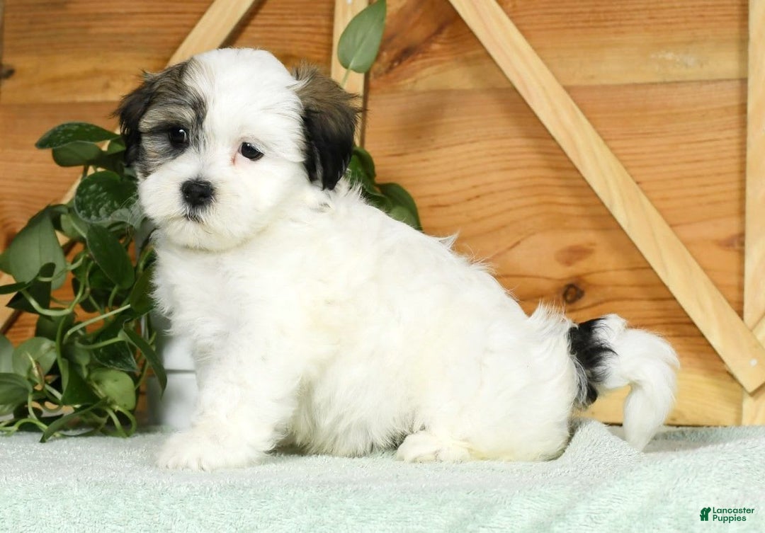 Teddy Bear dogs for sale: Willa - Image 7