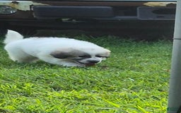 Great Pyrenees dogs for sale: White - Image 5