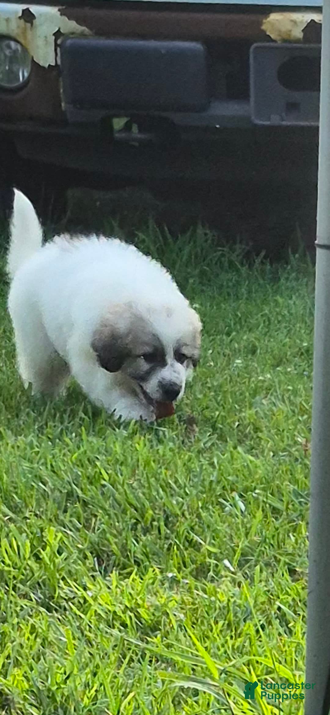 Great Pyrenees dogs for sale: White - Image 5