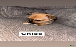 Morkie dogs for sale: Chloe - Image 1
