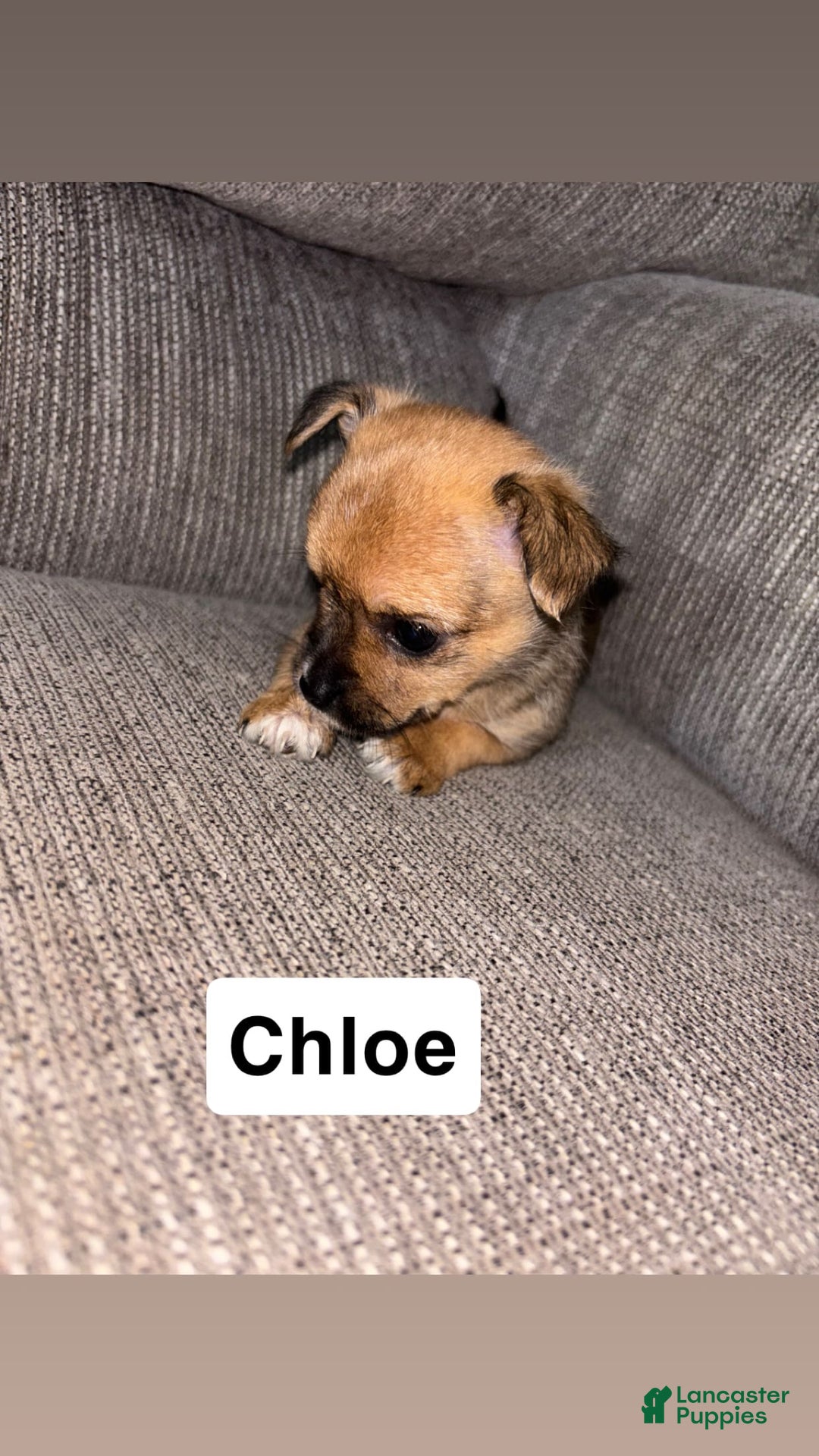 Morkie dogs for sale: Chloe - Image 1
