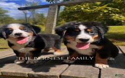 Bernese Mountain Dog dogs for sale: Male - Image 8